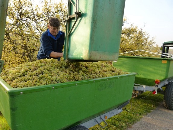 Wine Pallagrello Wine Pallagrello